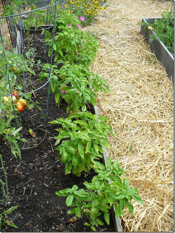 Basil Basil