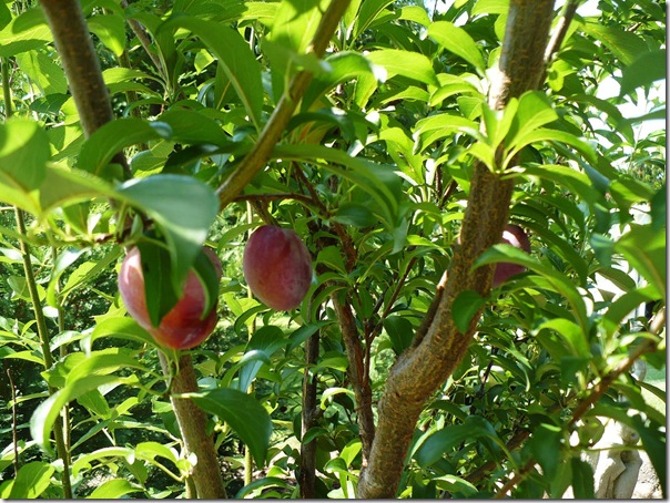 Plums Plums