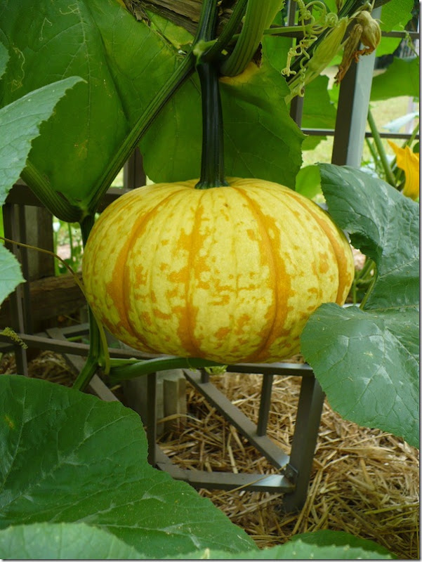 bigpumpkin bigpumpkin