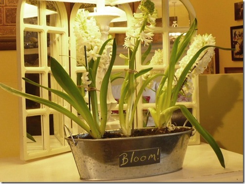 hyacinths hyacinths