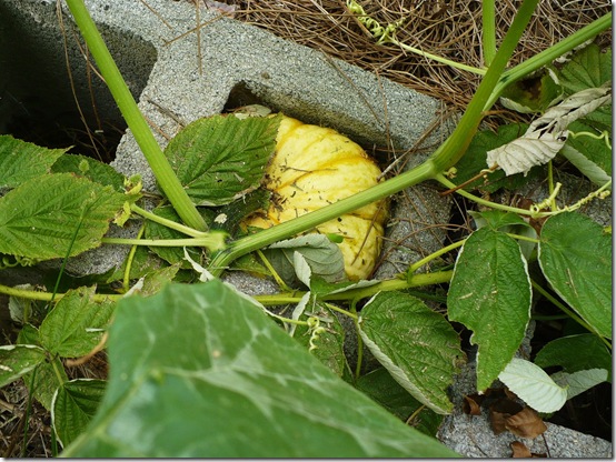 cinderblockpumpkin cinderblockpumpkin