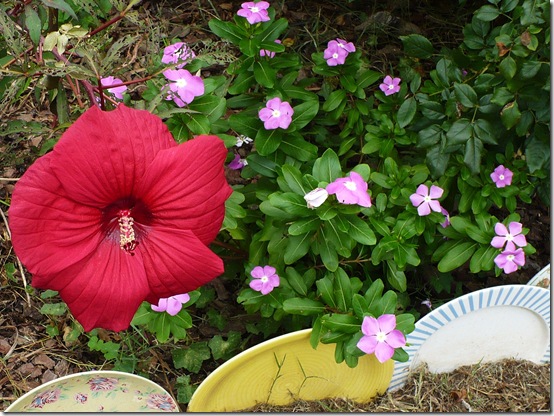 hibiscus hibiscus
