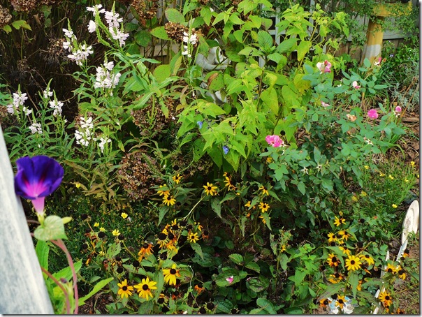 BlackEyedSusans BlackEyedSusans