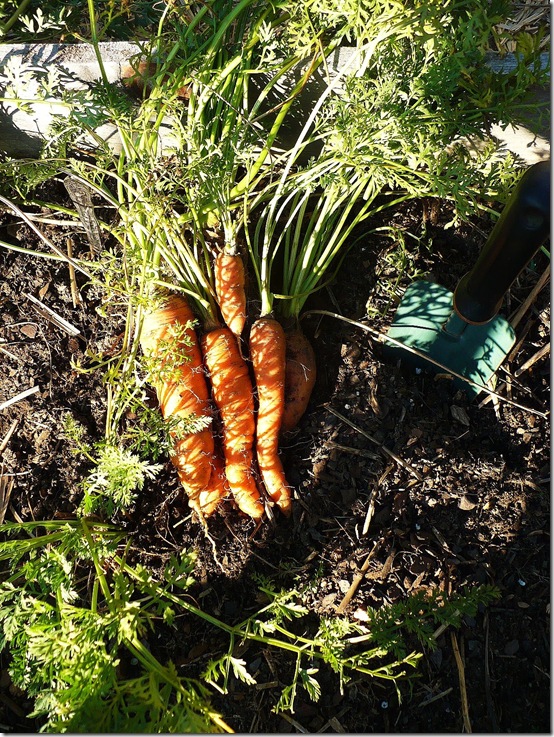carrots carrots