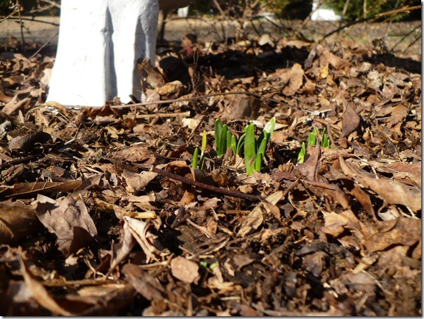 springishere springishere