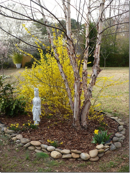 Forsythiabed