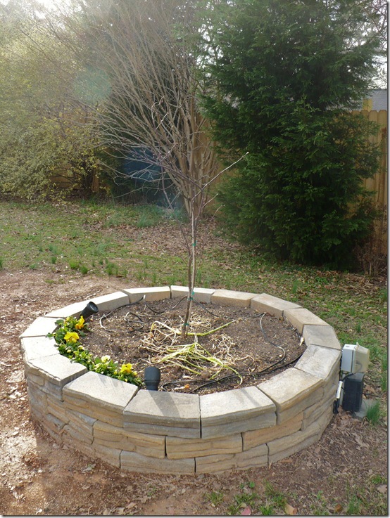 japanesemaple