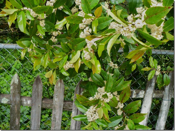 fence fence