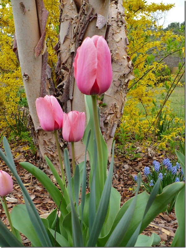 tulips tulips