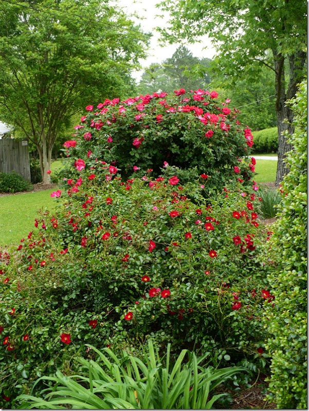 rosebed rosebed