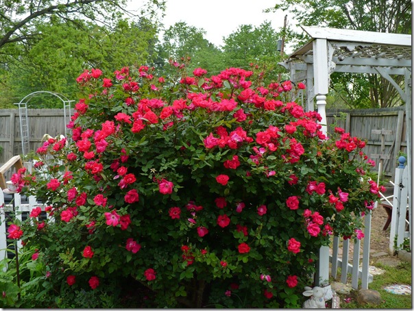 cottagegardenrose cottagegardenrose