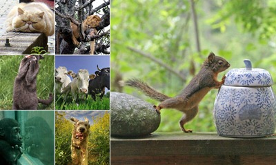 View Funny animals