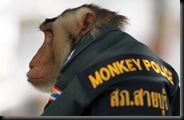 monkey-5_1608220i