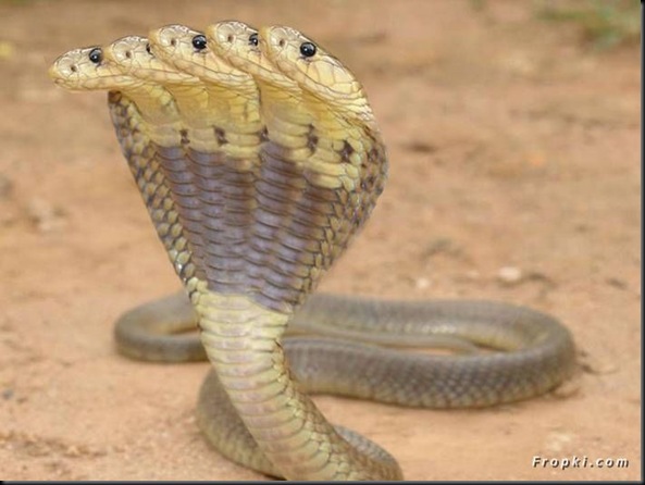 snake2