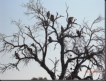 KNP Day 2 72 KNP Day 2 72