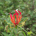 Gloriosa Speciosa