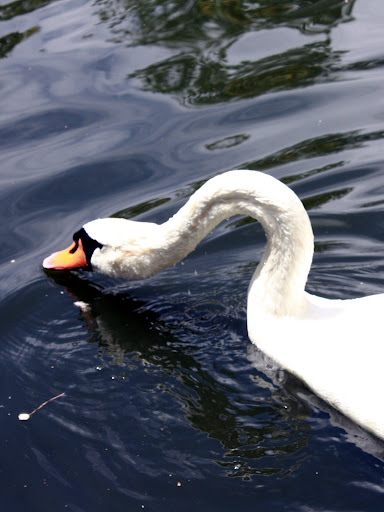 El Hermoso Cisne