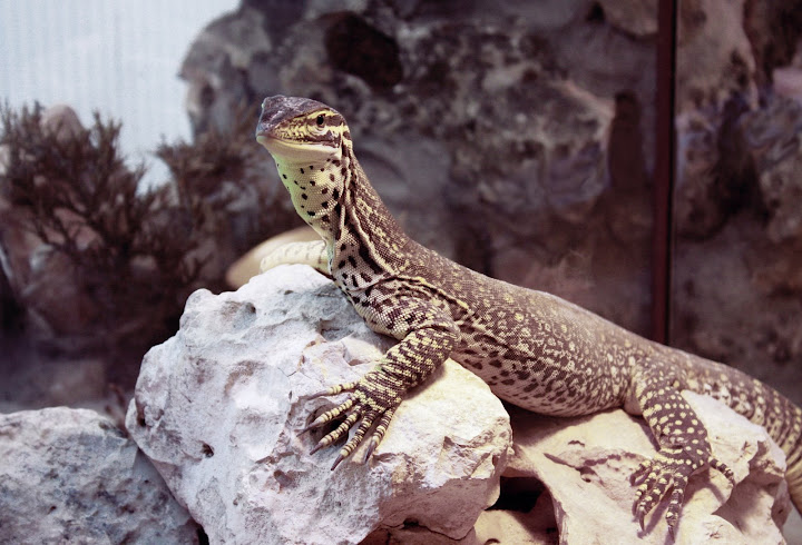 Lagarto Inmóvil