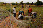 Workmen rolling out chain-link fence for fixing to galvanized posts on CFA land