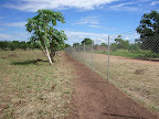 Finished fence-line and pawpaw trees clear of weeds and stumps