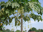 Pawpaw tree in flower