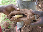 Termite queen ant discovered while destroying a large termite mound