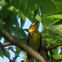 Cape May Warbler