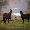 Horses