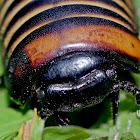 Pill millepede