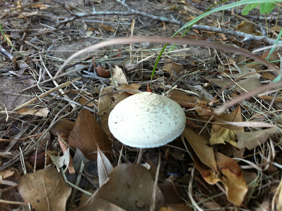 Spotting Image 1