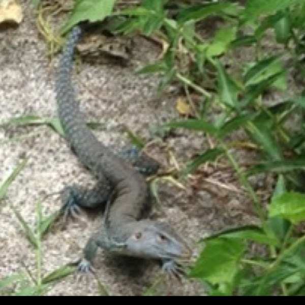 Puerto Rican Ground Lizard. Project Noah
