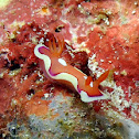 Durvilledoris pusilla