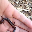 Red Back Salamander