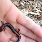 Red Back Salamander