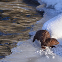 American Mink