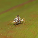 Weevil