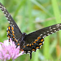 (Eastern) Black Swallowtail