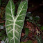 Alocasia