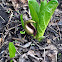 Skunk Cabbage
