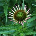 Purple Coneflower