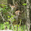 White Tailed Deer