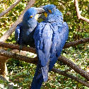 Hyacinth macaw