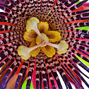 Wing Stem Passion Flower