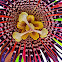 Wing Stem Passion Flower