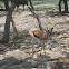 Thomson's Gazelle