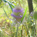 Wild Teasel / Wilde Karde