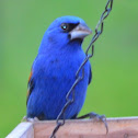 Blue Grosbeak