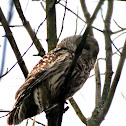 Barred Owl
