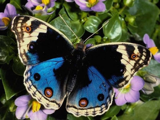 Kuriose Fakten über Augen - Schmetterling