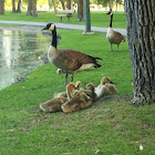 Canada goose